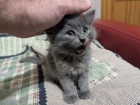2457