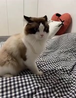 610